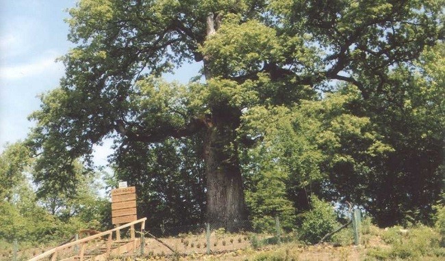 Veyisoğlu Köyü Anıt Ağacı