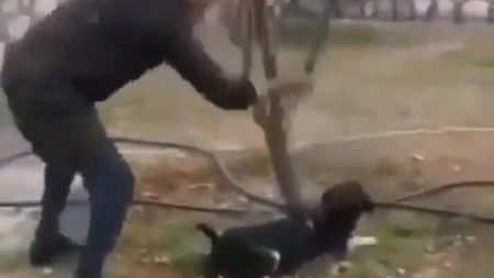 Zonguldak’ta bir kişi ağaca başlı köpeği sopayla öldürdü