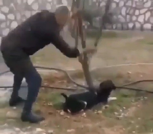 Zonguldak'ta bir kişi ağaca başlı köpeği sopayla öldürdü